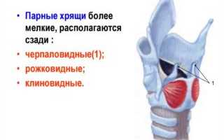 Гортанные хрящи: щитовидный, перстневидный, черпаловидный, надгортанный, клиновидный, рожковидный