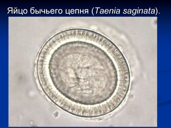 яйцо бычьего цепня
