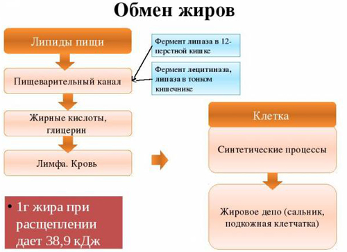 Обмен жиров